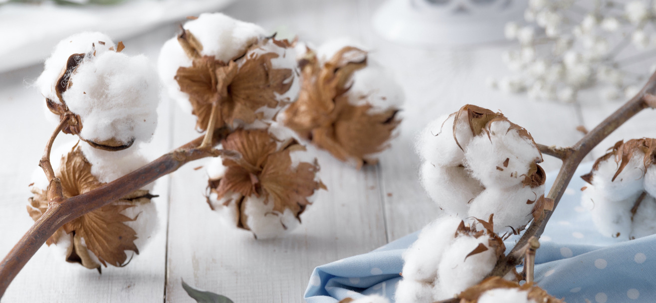 reboutement poiron magnétiseur magnétisme coton bien-être repos