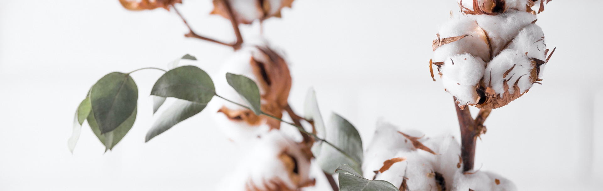 reboutement poiron magnétiseur magnétisme coton magnétisé