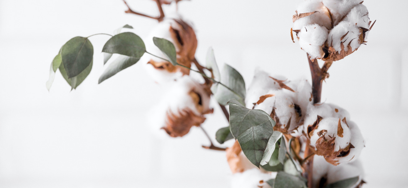 reboutement poiron magnétiseur magnétisme coton magnétisé