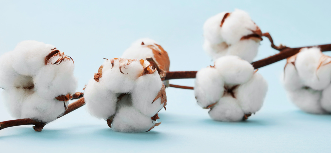 reboutement poiron magnétiseur magnétisme coton magnetisé