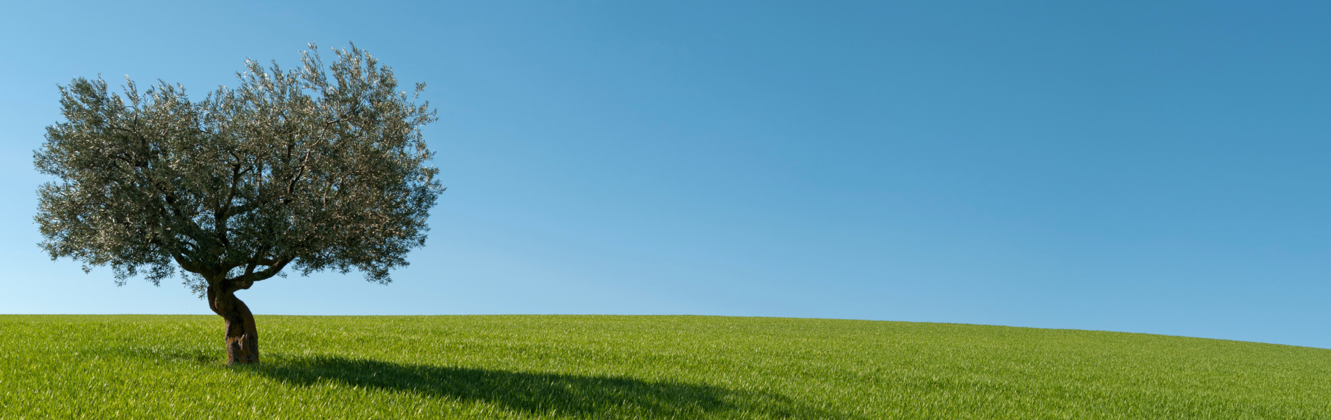 reboutement poiron magnétiseur éthique nature olivier