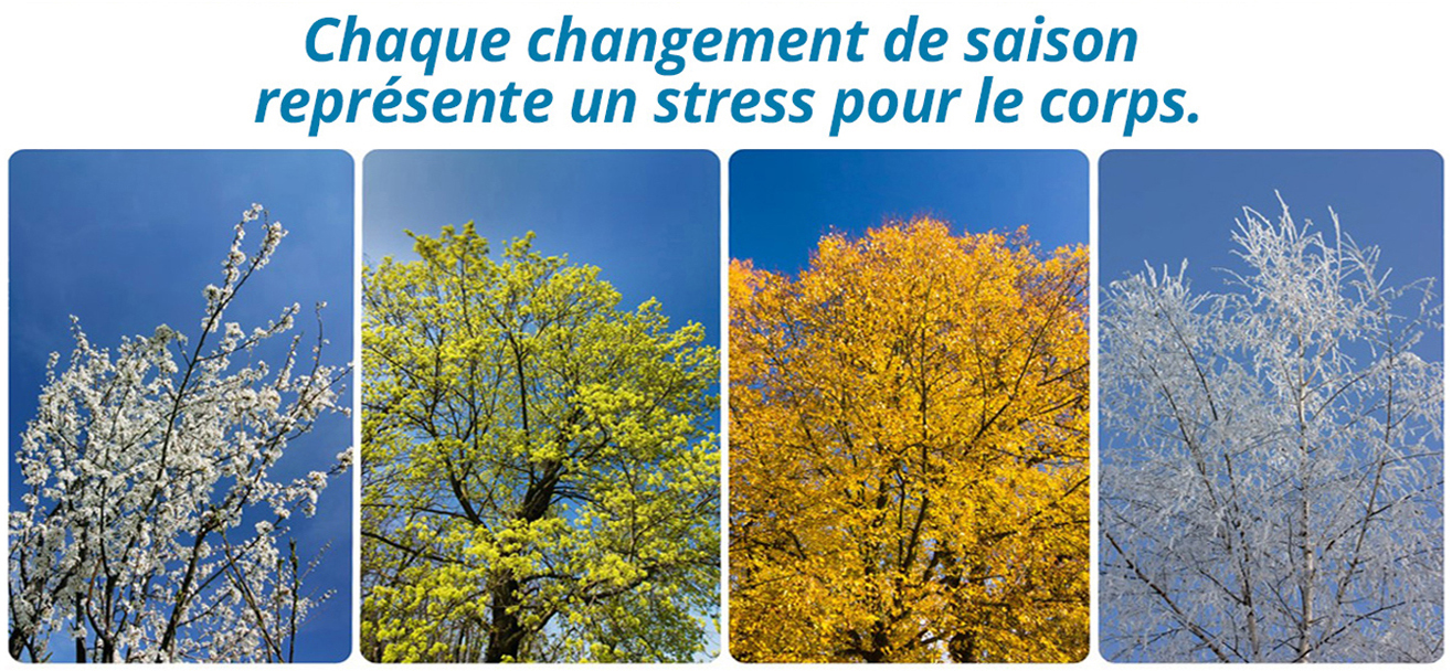 reboutement poiron magnétiseur changement saison stress corps stressé