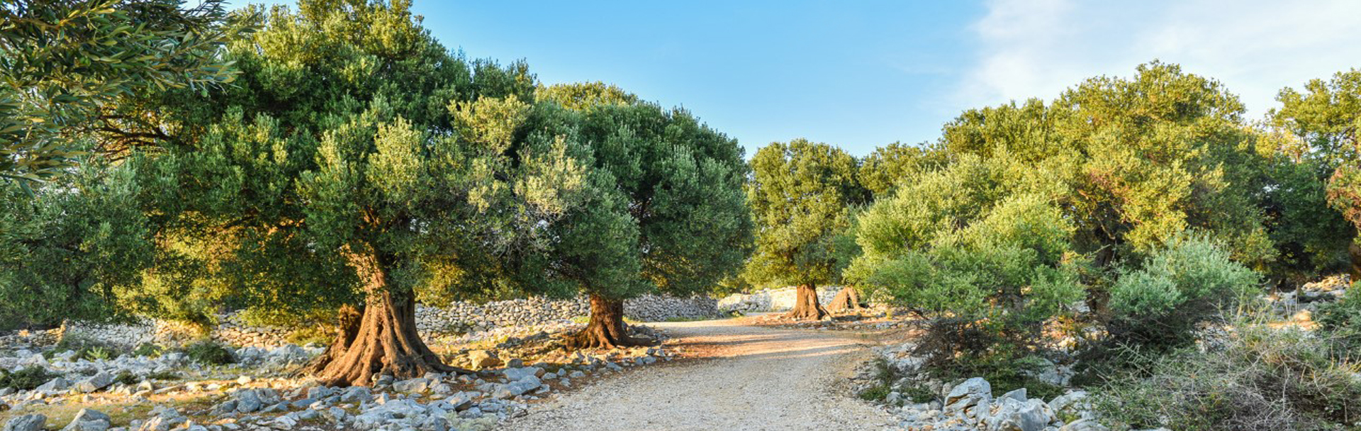 reboutement poiron magnétiseur chemin nature naturel olivier