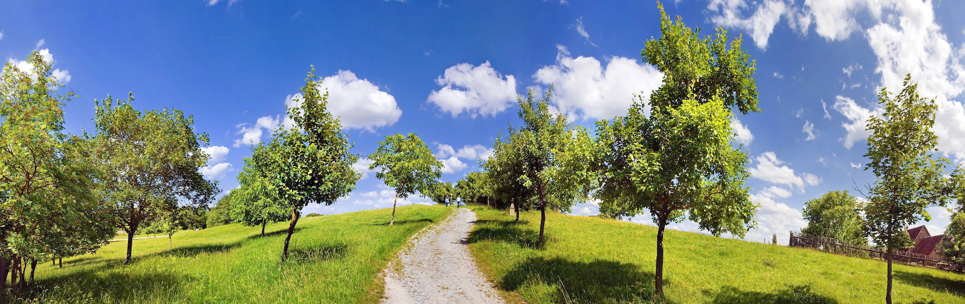 reboutement poiron magnétiseur chemin nature naturel arbre