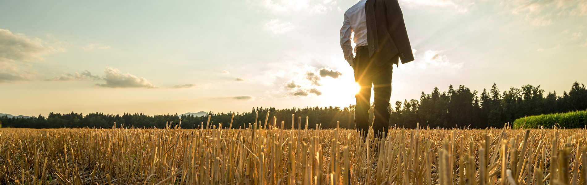 reboutement poiron magnétiseur homme champs blé soleil lumière nature